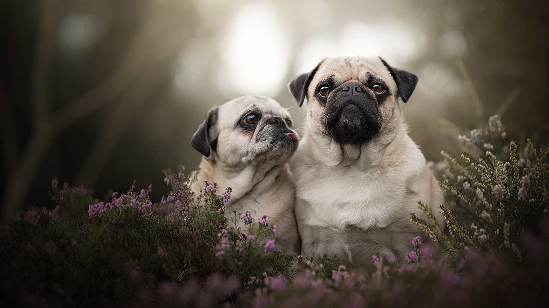 开云体育官网下载安装-《Dota 2传奇战队再度出击，冠军悬念一触即发》，中国dota传奇战队