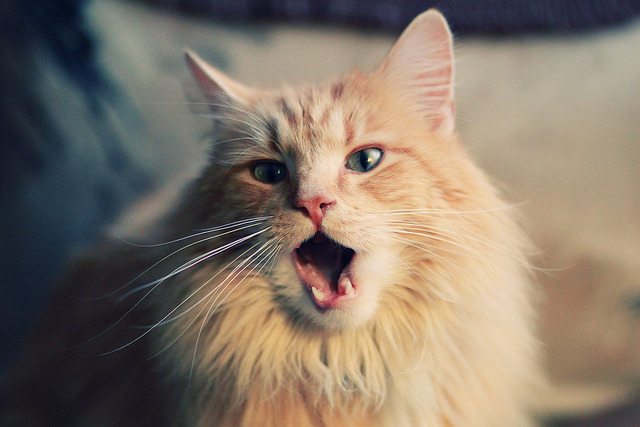 开云真人体育娱乐-“年度焦点战役，战术博弈见真章”，焦点博弈是啥