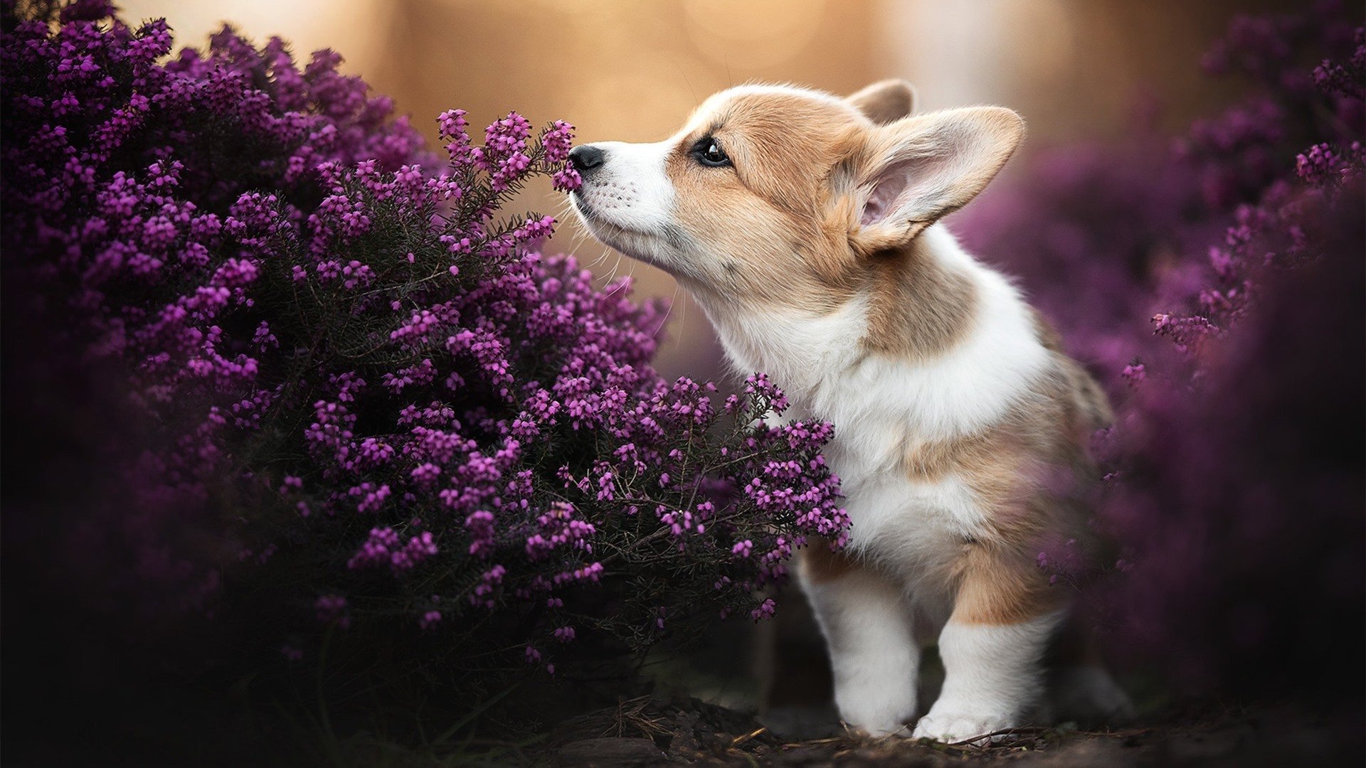 中国男子篮球U19队在亚洲青年锦标赛夺冠,中国u19男篮国青队名单