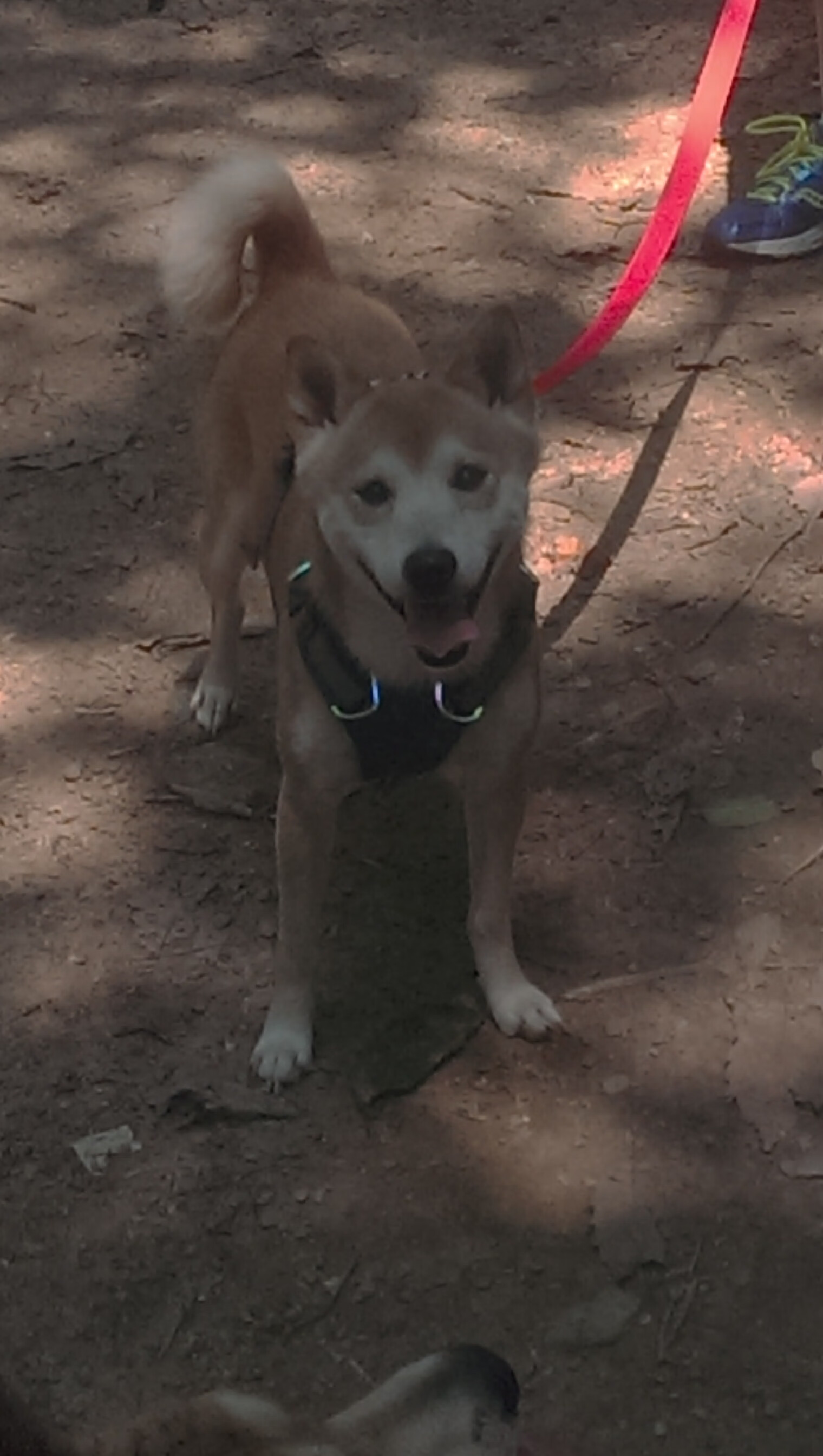 开云体育网站入口-国外先进篮球训练理念引入中国，提升青少年训练水平，国外篮球研究现状分析