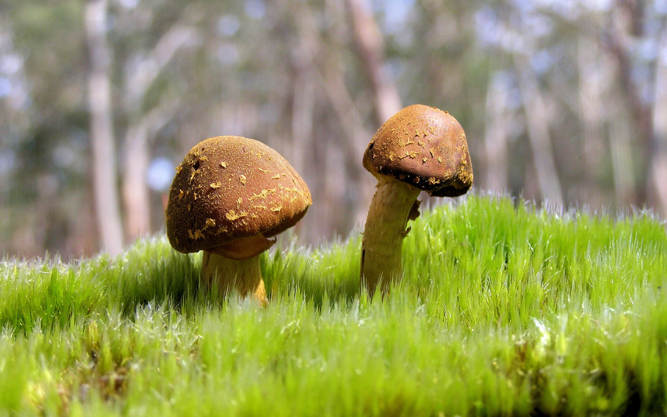 开云真人-女子足球联赛冠军争夺激烈，赛事精彩纷呈，女子足球大赛